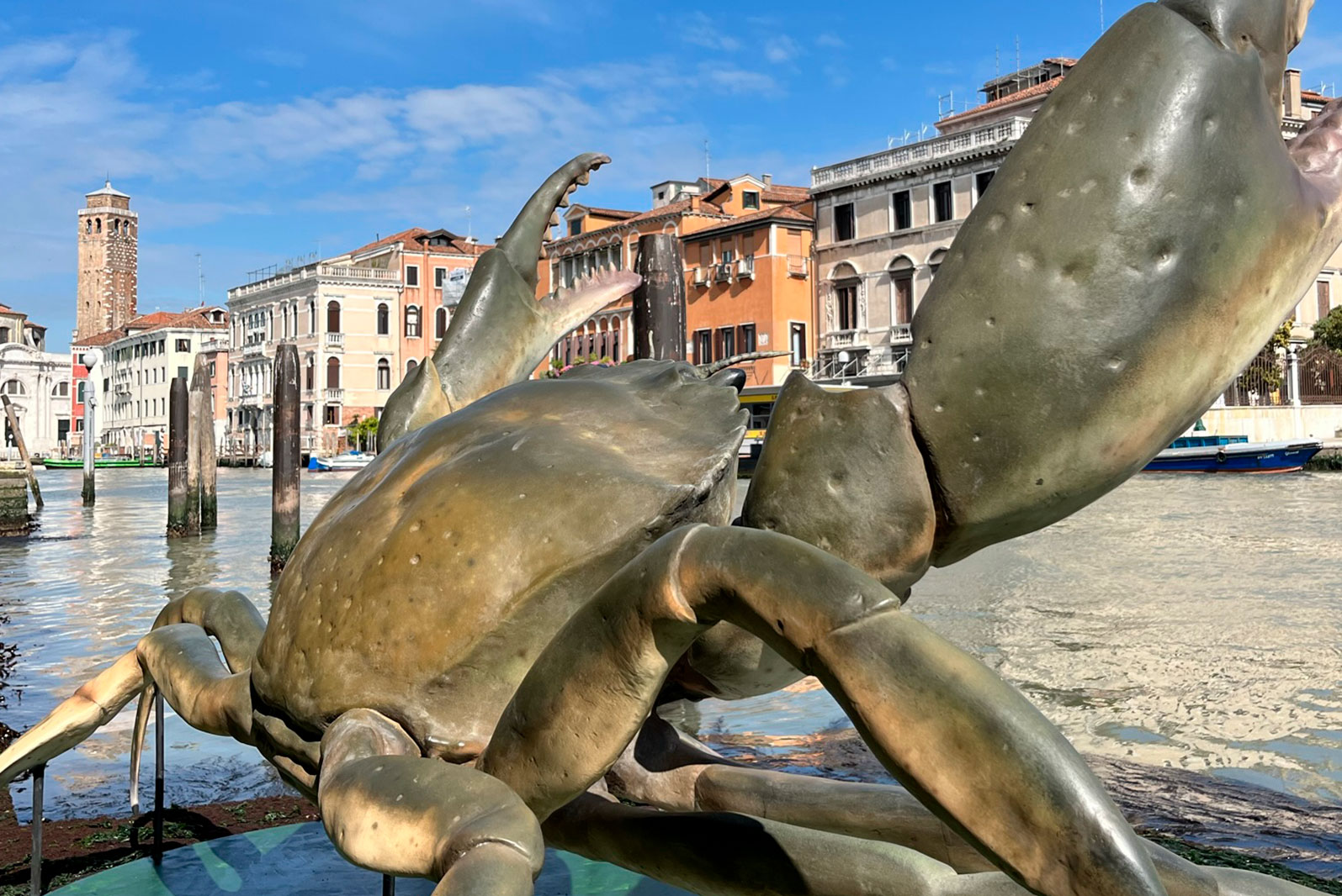 Granchio gigante per il centenario del Museo di Storia Naturale di Venezia