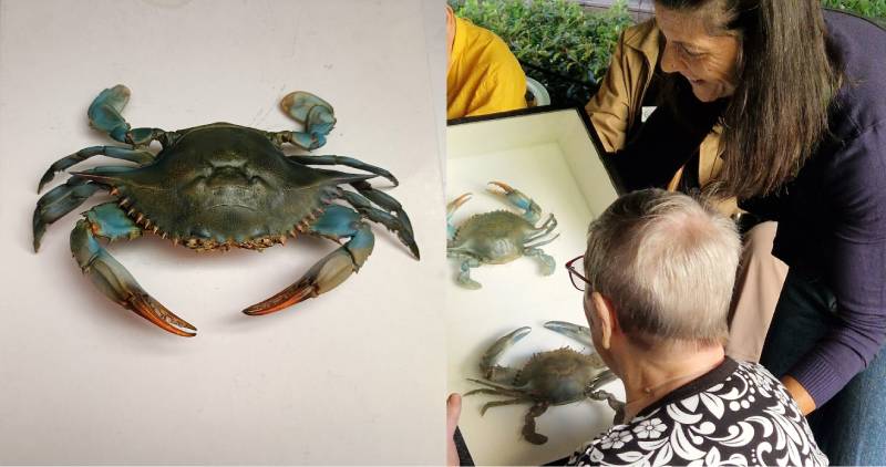 Restauro Cromatico di Esemplari di Granchio Blu per il Museo di Storia Naturale di Venezia