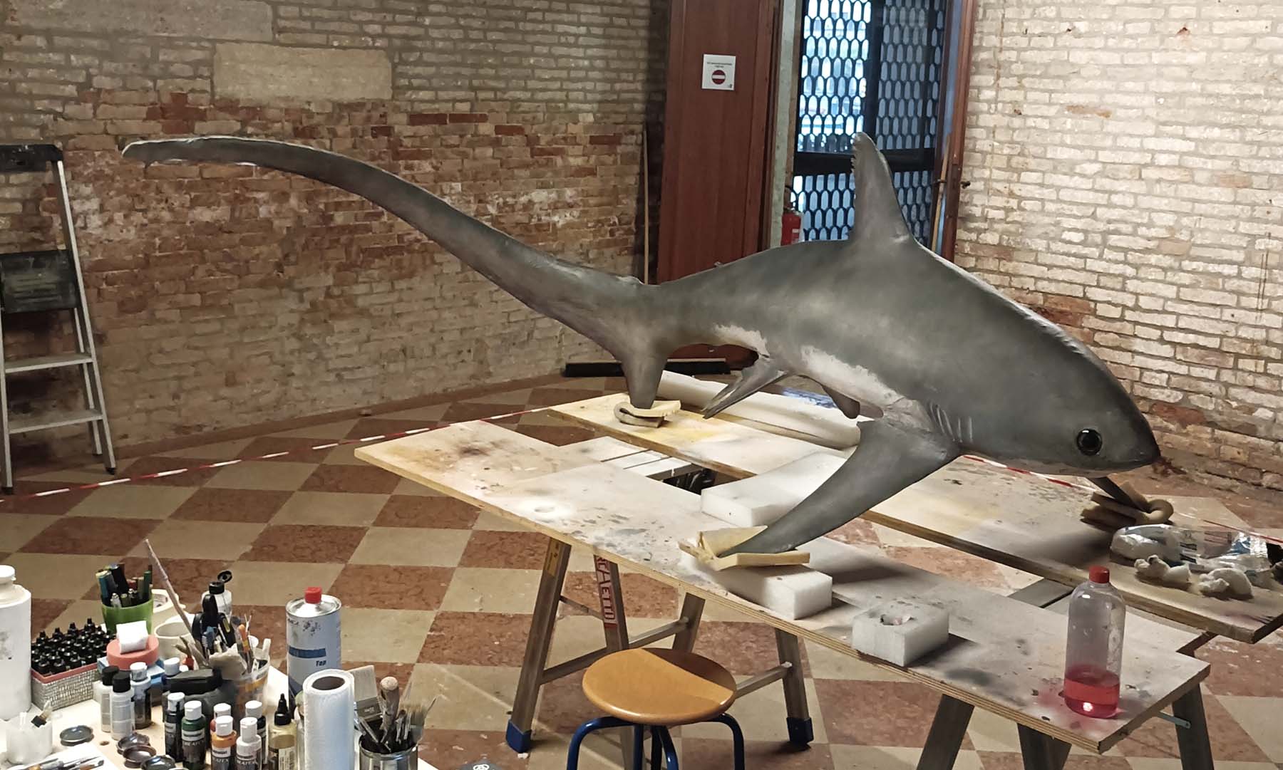 Recupero Squalo Volpe per il Museo di Storia Naturale di Venezia